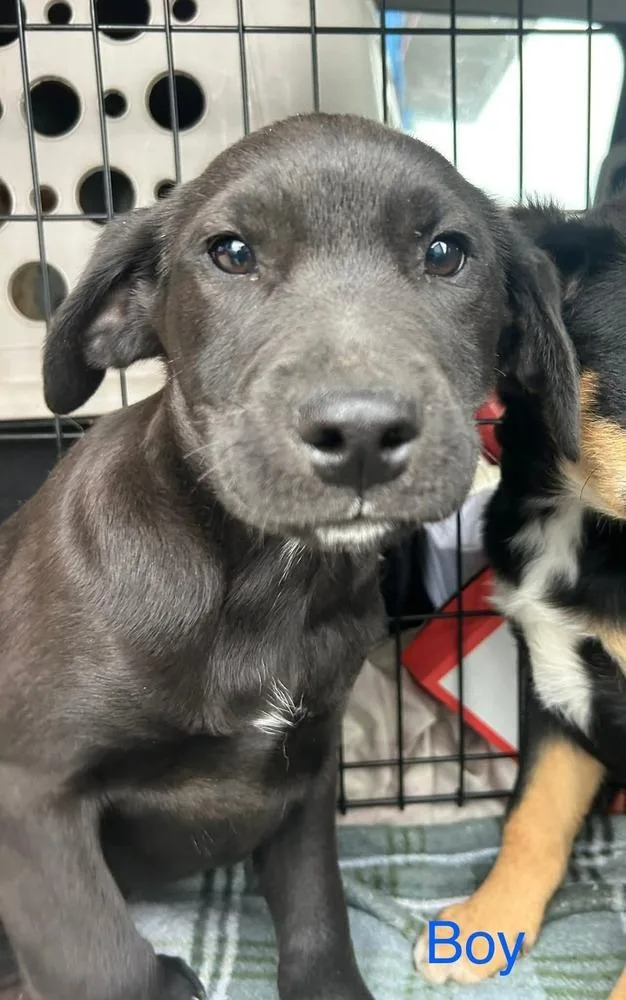 Lonesome Dove : Newt thumbnail 3