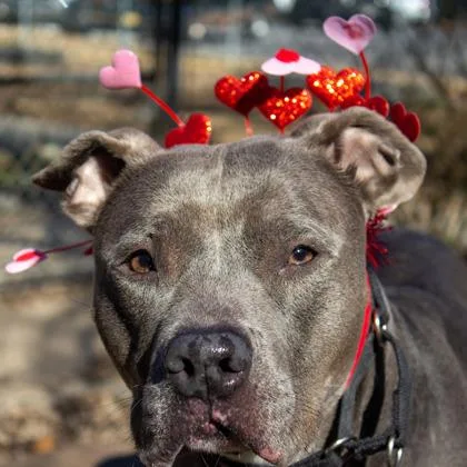 Princess thumbnail 2