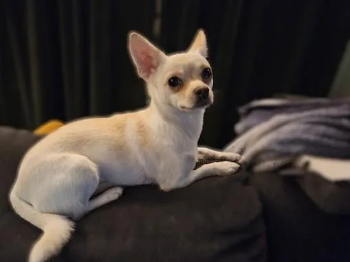 Rosie Charlotte thumbnail 2