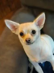 Rosie Charlotte thumbnail 4