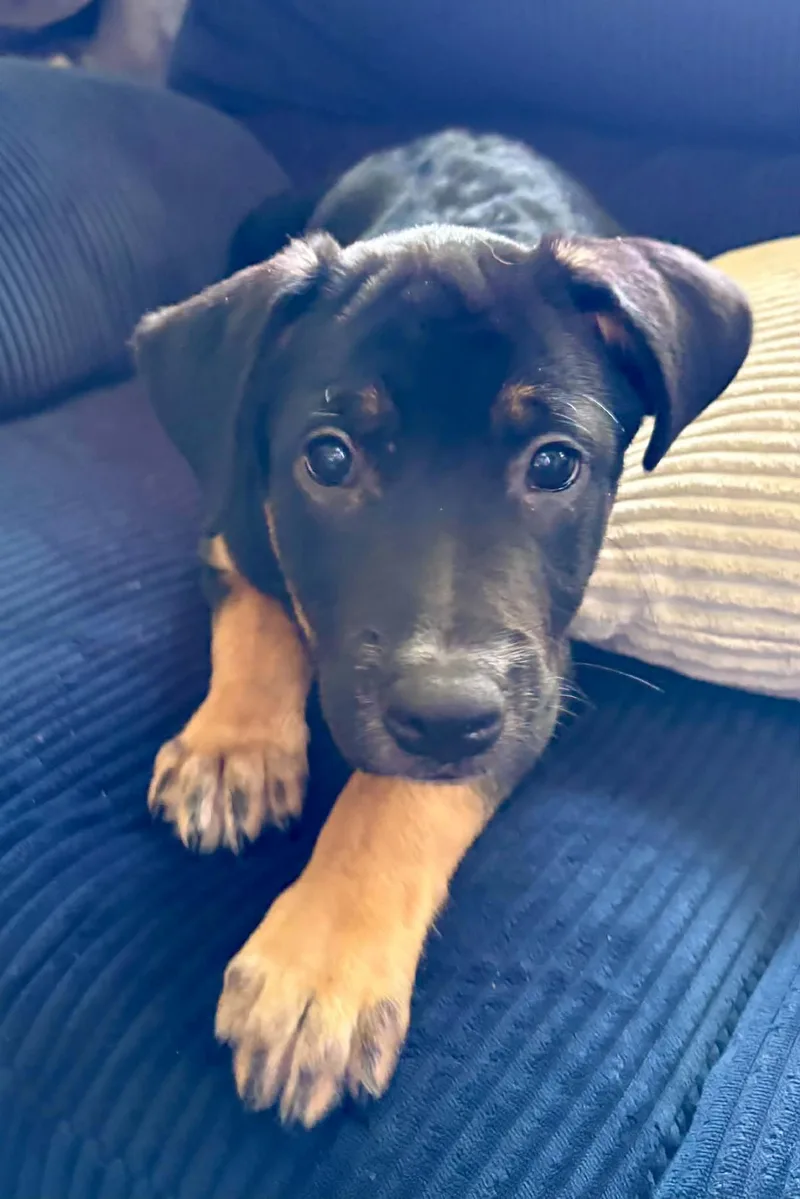 A young medium-sized male Australian Cattle Dog / Blue Heeler dog named Peanut Butter for adoption in Fenton, MO