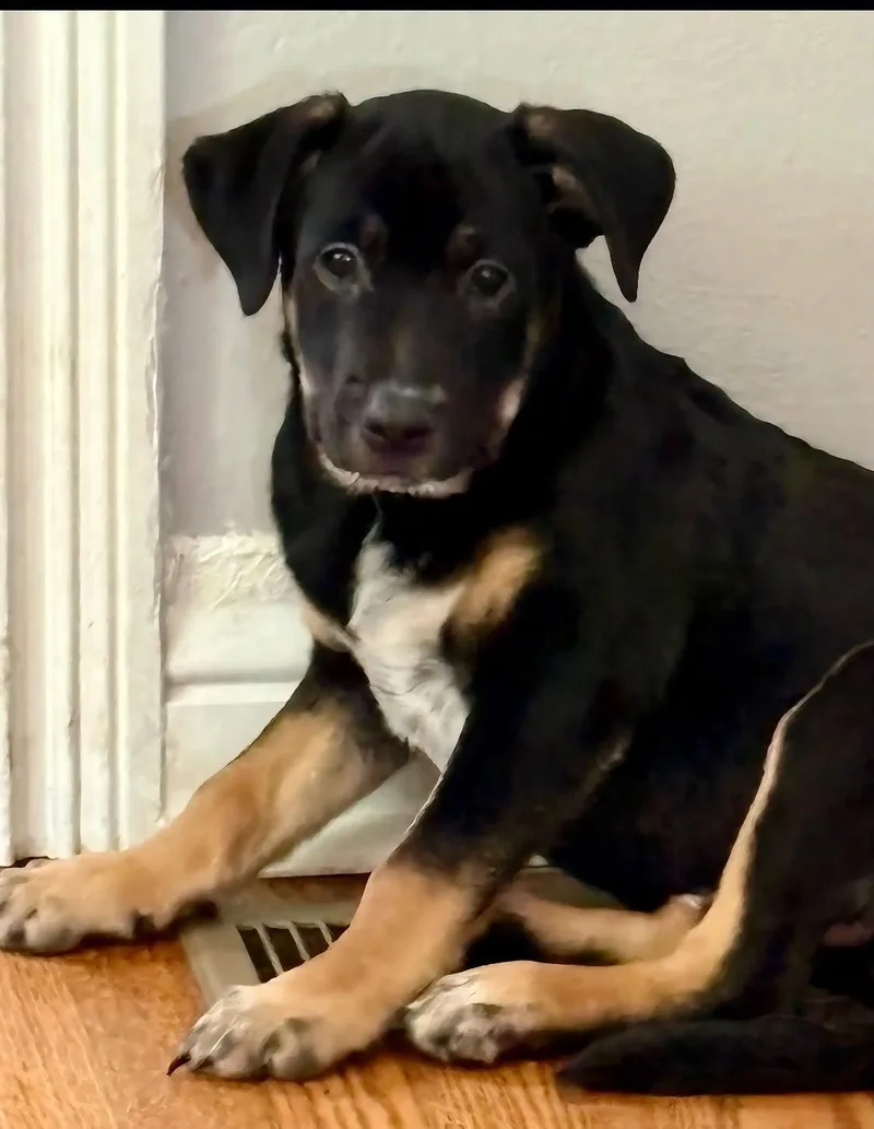 Peanut Butter thumbnail 2