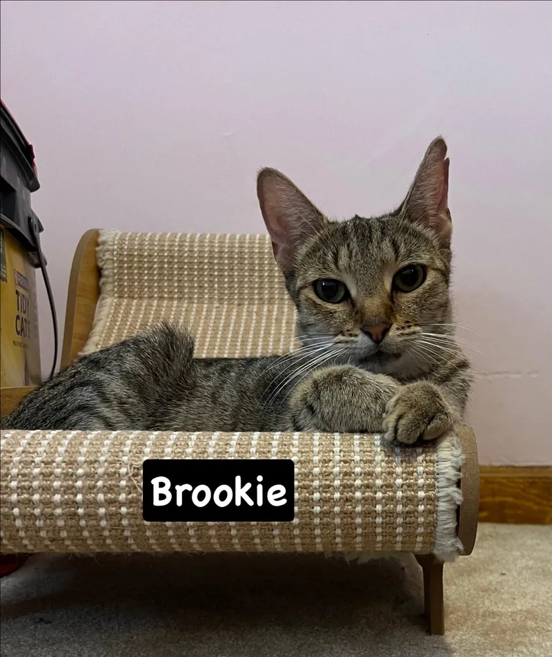 A baby medium-sized female Tabby cat named Brookie for adoption in Yardley, PA