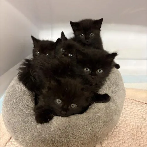 A baby small-sized female Black Domestic Short Hair cat named Mystry for adoption in Tampa, FL