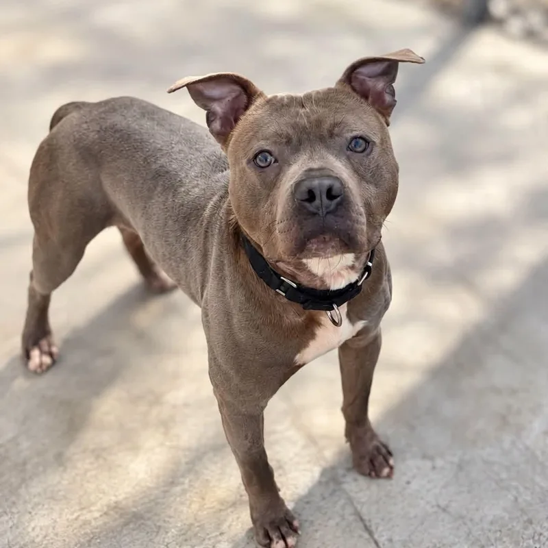 An adult medium-sized male Mixed Breed dog named Fanta for adoption in Warren, OH