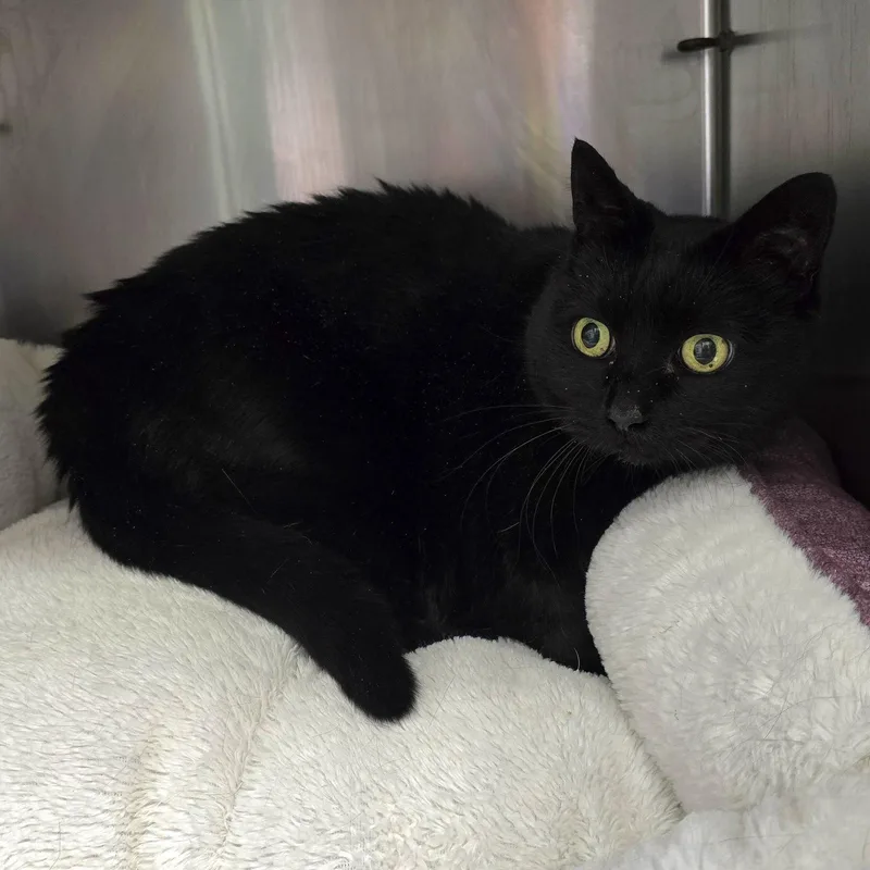 An adult medium-sized female Black Domestic Short Hair cat named Sparkle for adoption in Oakland, CA