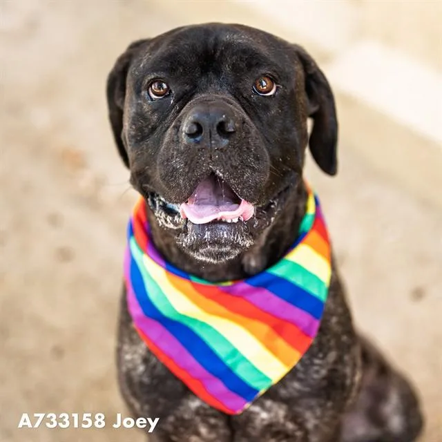 An adult large-sized male Cane Corso dog named Joey for adoption in Sacramento, CA