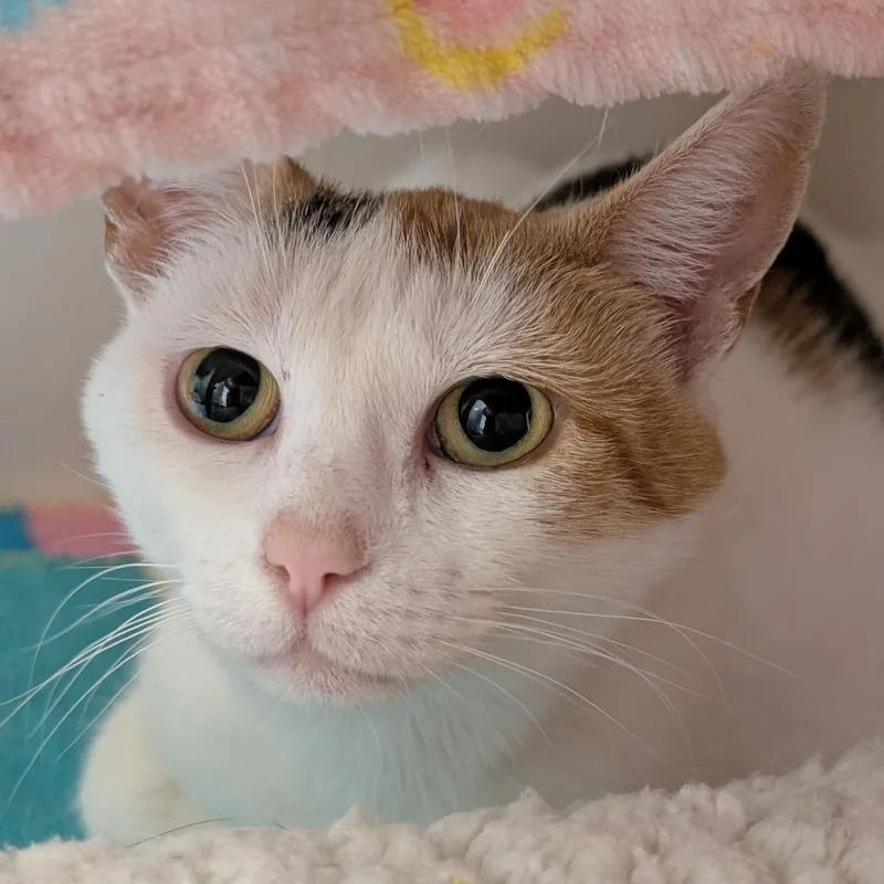 An adult medium-sized female Calico Domestic Short Hair cat named Saloona for adoption in Watertown, NY