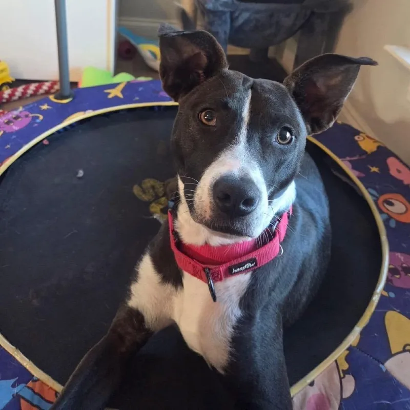 An adult medium-sized male Black Australian Cattle Dog / Blue Heeler dog named Atlas Orion for adoption in New Orleans, LA