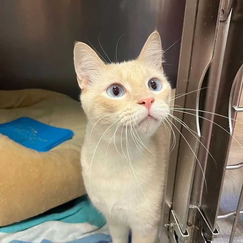 A young medium-sized male Flame Point Domestic Short Hair cat named Kelvin Gemstone for adoption in Houston, TX