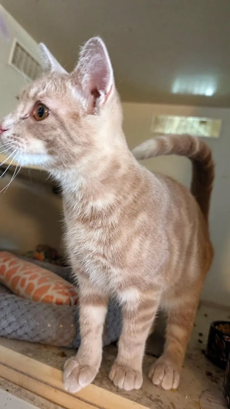 A baby medium-sized male Buff / Tan / Fawn Tabby cat named Peter Pan for adoption in Farmland, IN