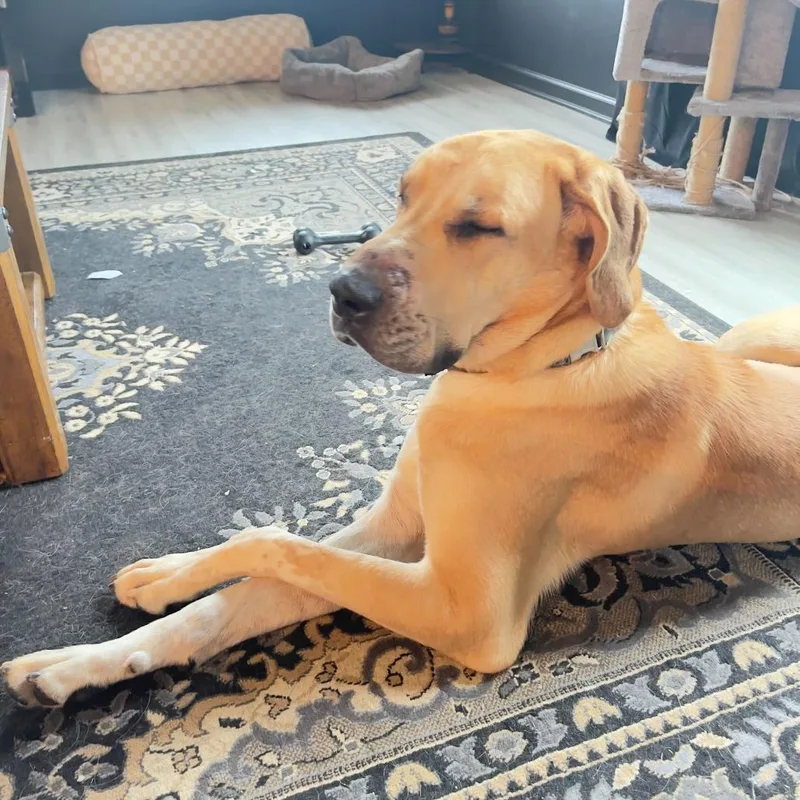 An adult extra large-sized male Great Dane dog named Banjo for adoption in Fuquay Varina, NC