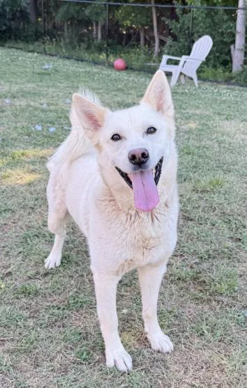 An adult large-sized male Husky dog named Vegas for adoption in Haw River, NC