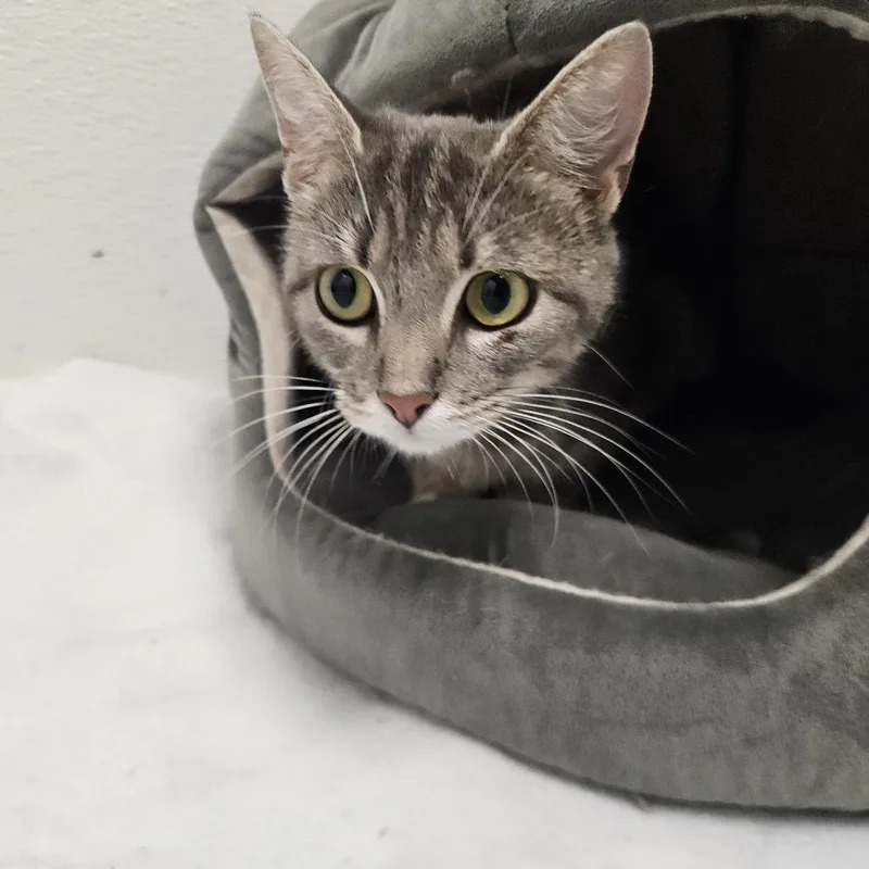 An adult medium-sized female Gray / Blue / Silver Domestic Short Hair cat named Sapphire for adoption in Conway, NH