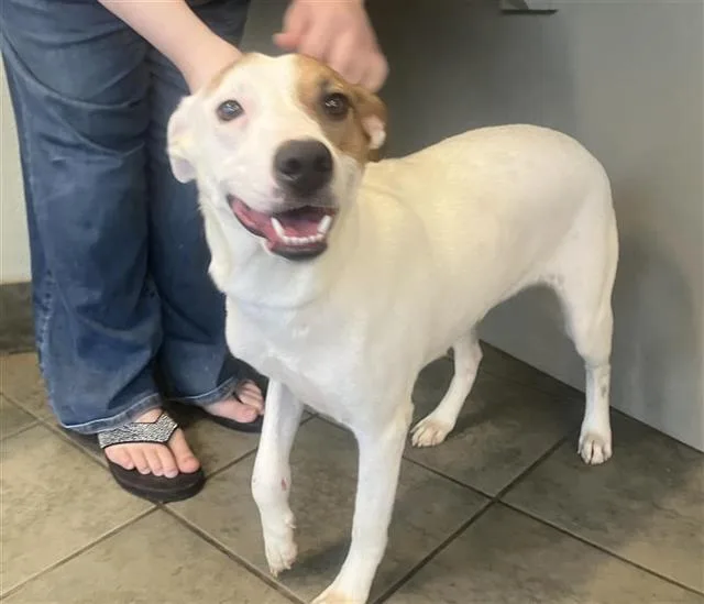 A young medium-sized female Terrier dog named Patch for adoption in San Antonio, TX