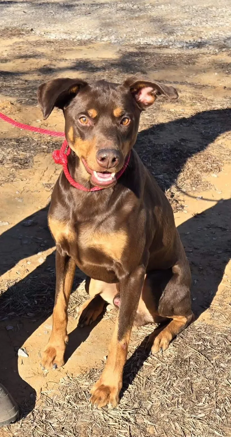 An adult large-sized male Doberman Pinscher dog named Luther $ for adoption in Milwaukee, WI
