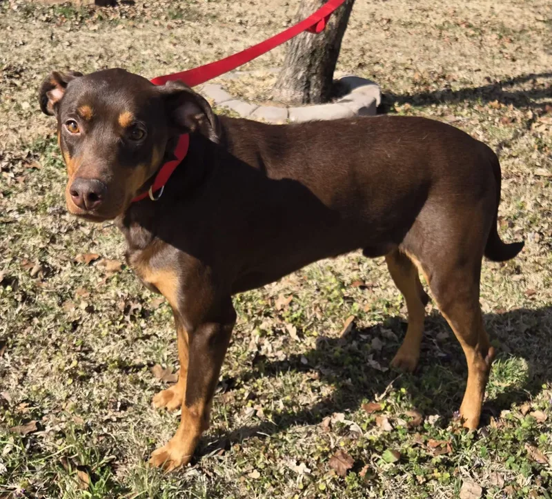 Luther   $ thumbnail 4