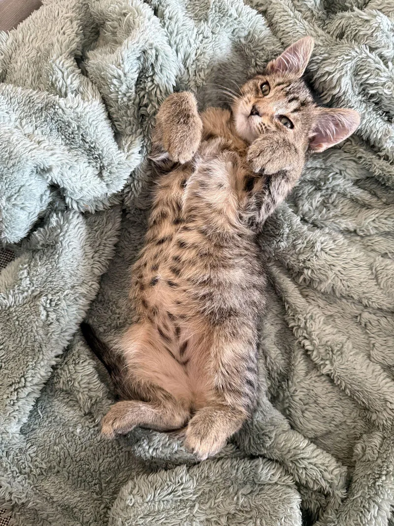 Dre Mayfaire thumbnail 2