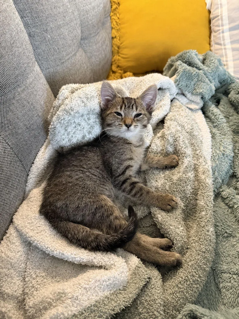 Dre Mayfaire thumbnail 3