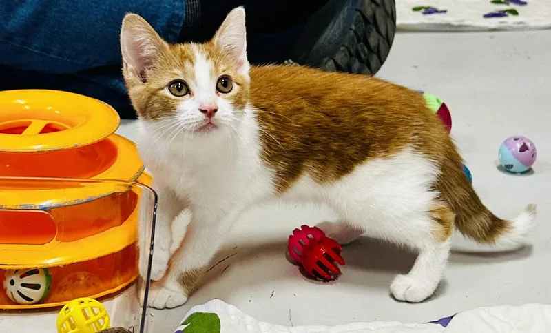 A young small-sized female Orange & White Domestic Short Hair cat named Topaz for adoption in Sistersville, WV