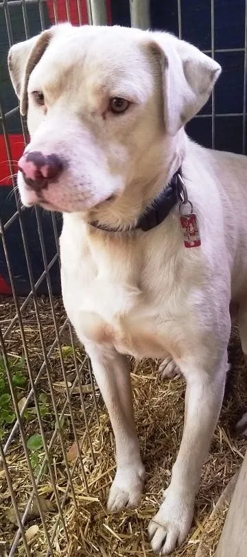 Sammy  Sweet Lab thumbnail 3