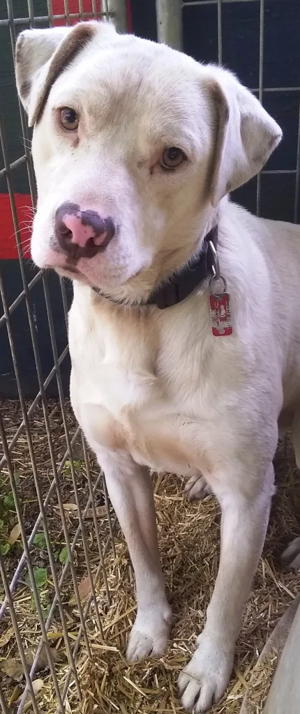 Sammy  Sweet Lab thumbnail 5