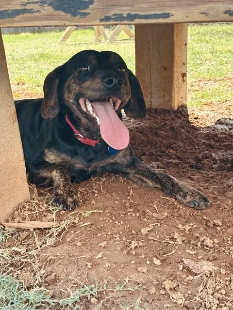 A young medium-sized male Plott Hound dog named Pepper for adoption in Huntsville, AL