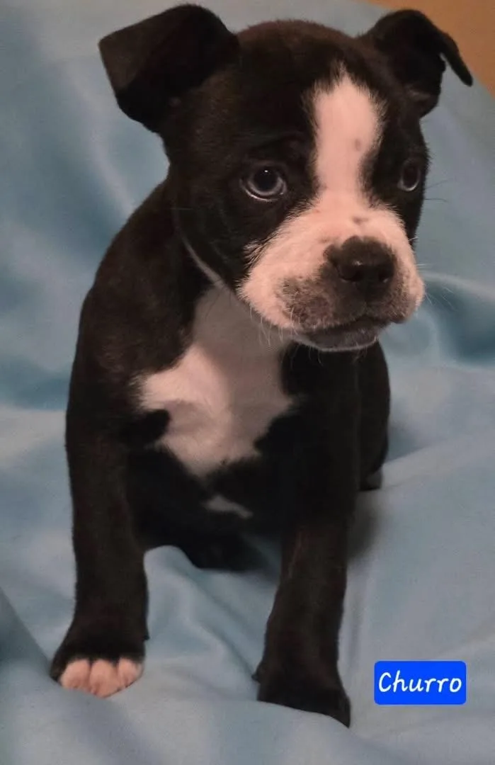 Churro In New England thumbnail 2