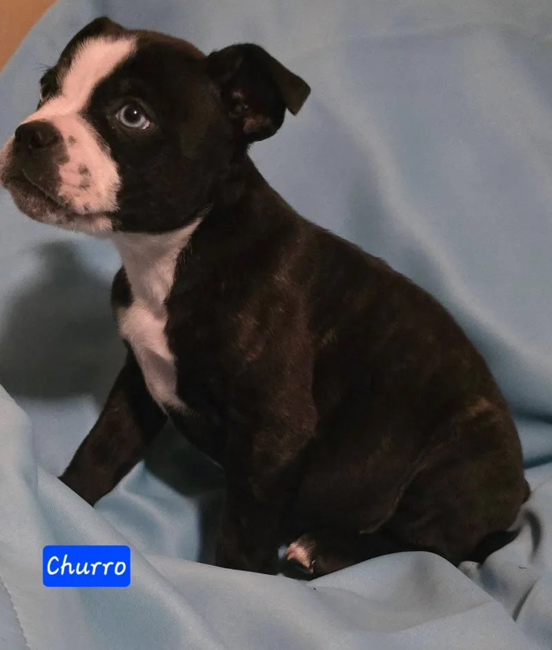 Churro In New England thumbnail 3