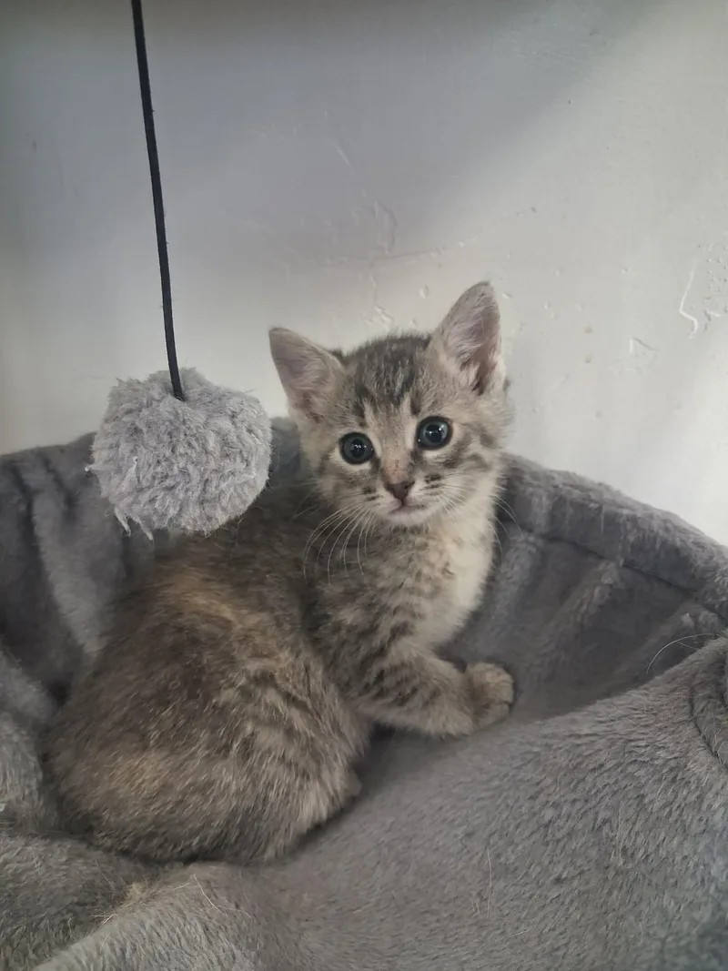 A young medium-sized female Tabby (Gray / Blue / Silver) Domestic Short Hair cat named Calypso for adoption in Roosevelt, UT