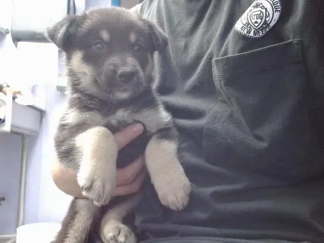 A baby small-sized female Australian Cattle Dog / Blue Heeler dog named June for adoption in Albuquerque, NM