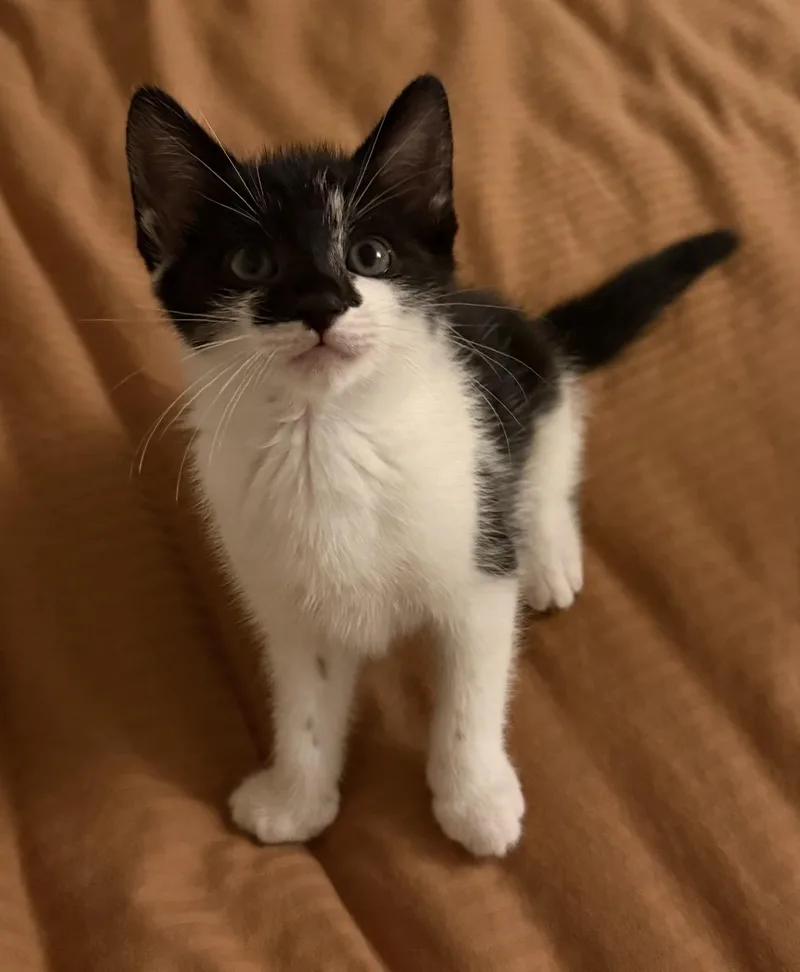 A baby small-sized female Domestic Short Hair cat named Holstein for adoption in Spotswood, NJ