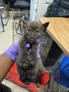 A baby small-sized male Domestic Short Hair cat named Mischive for adoption in Miami, FL