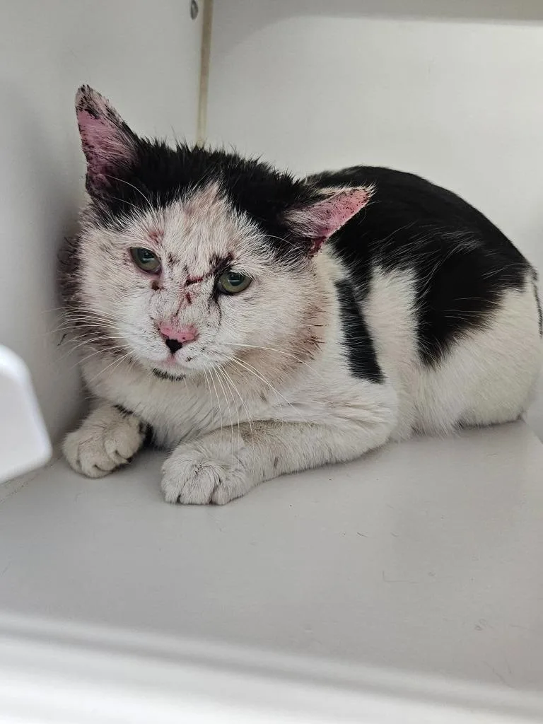 An adult medium-sized male Domestic Short Hair cat named Al Pacino for adoption in Maryville, TN