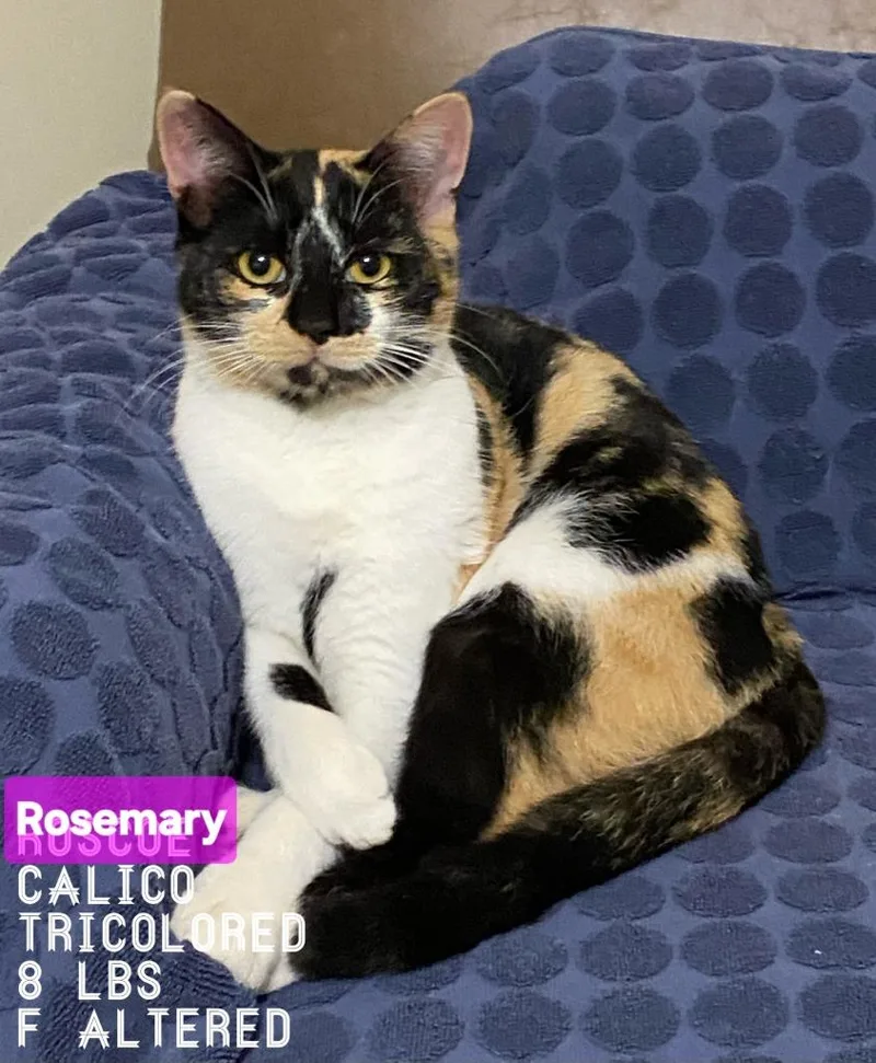Rosemary Roscoe thumbnail 2
