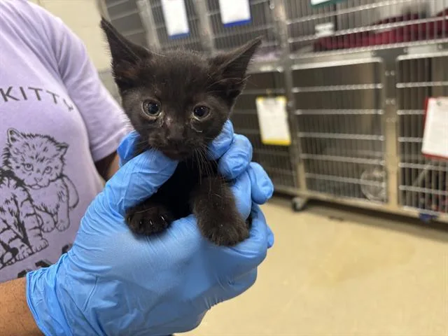 A baby small-sized female Domestic Short Hair cat named Sissy for adoption in Grand Prairie, TX