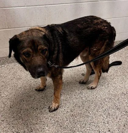 An adult extra large-sized male Black Mixed Breed dog named Hank for adoption in Kansas City, MO