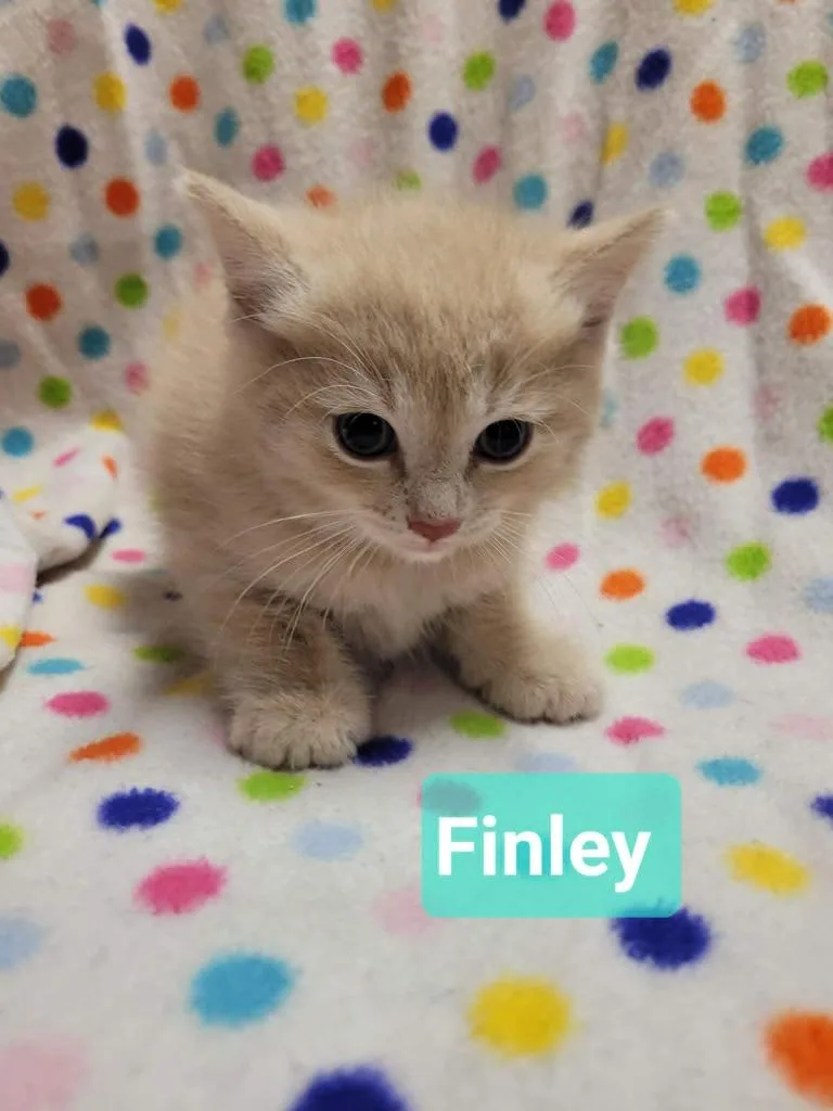 Finley