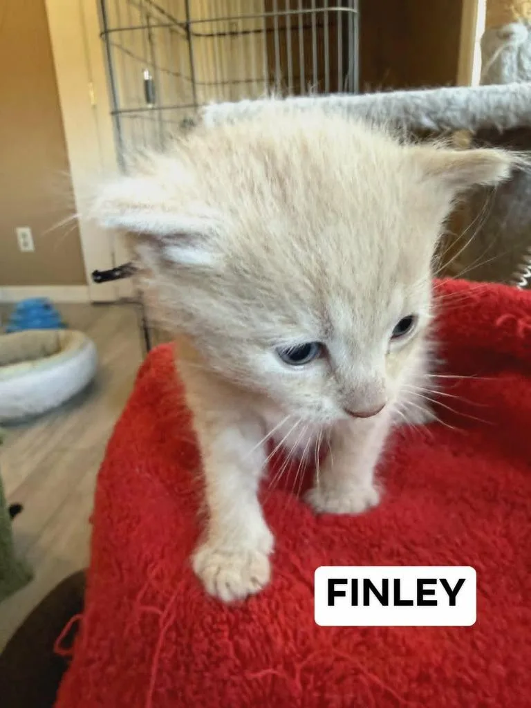 Finley thumbnail 2