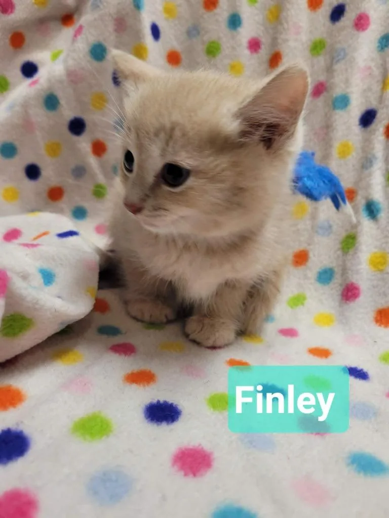 Finley thumbnail 3