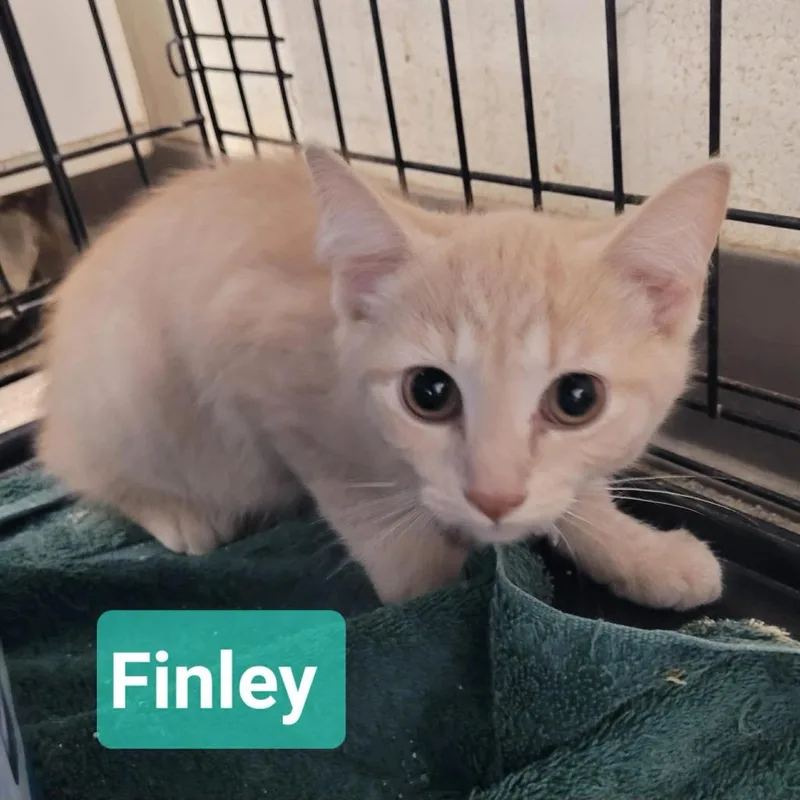 Finley thumbnail 4