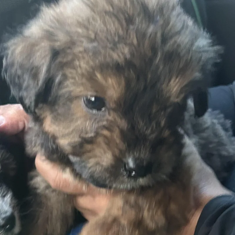 A baby medium-sized male Brown / Chocolate Labradoodle dog named Temu for adoption in New York, NY