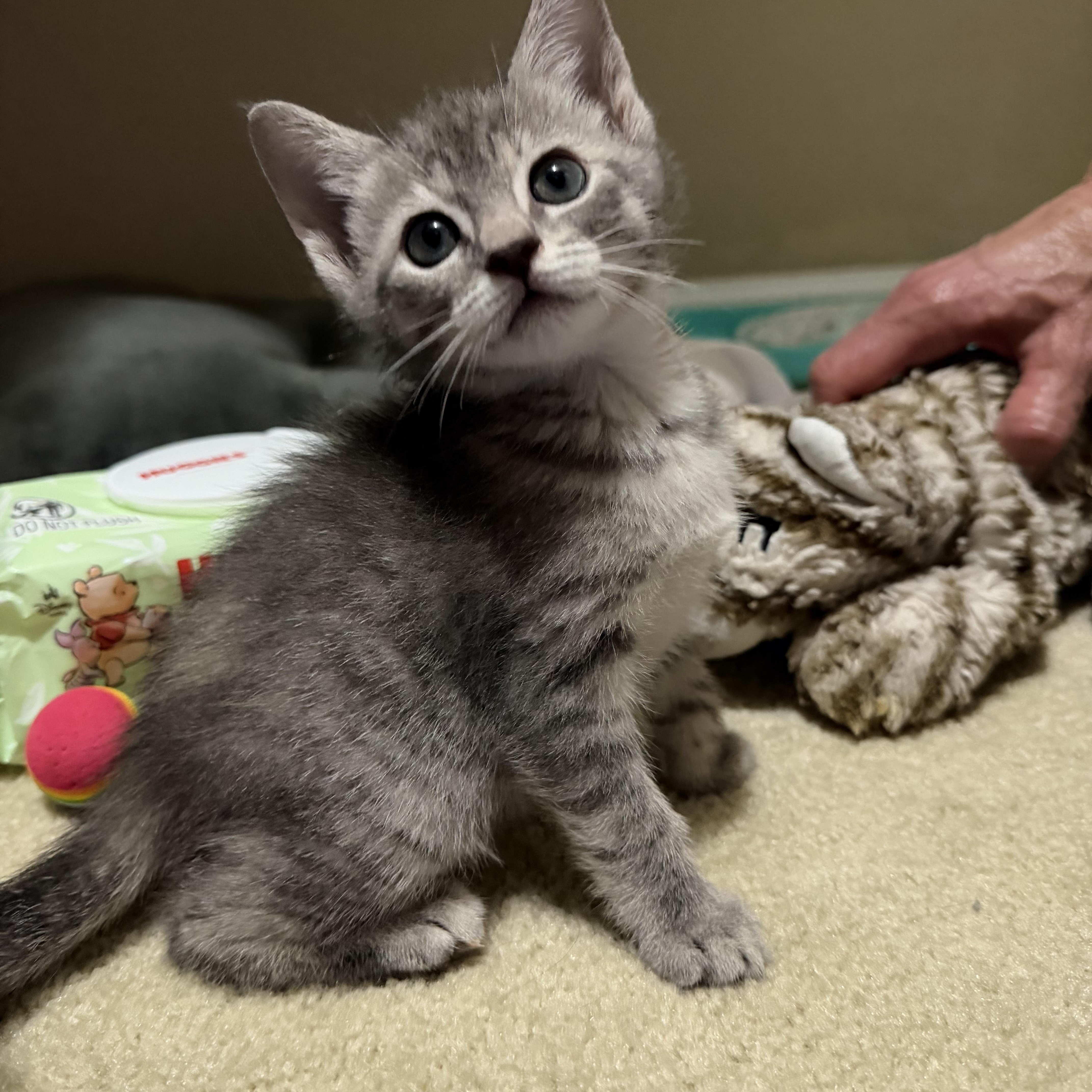 A baby medium-sized female Gray / Blue / Silver Domestic Short Hair cat named Dory for adoption in jacksonville, FL