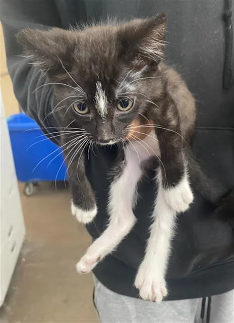 A baby medium-sized male Domestic Short Hair cat named Nightwing for adoption in Dallas, TX