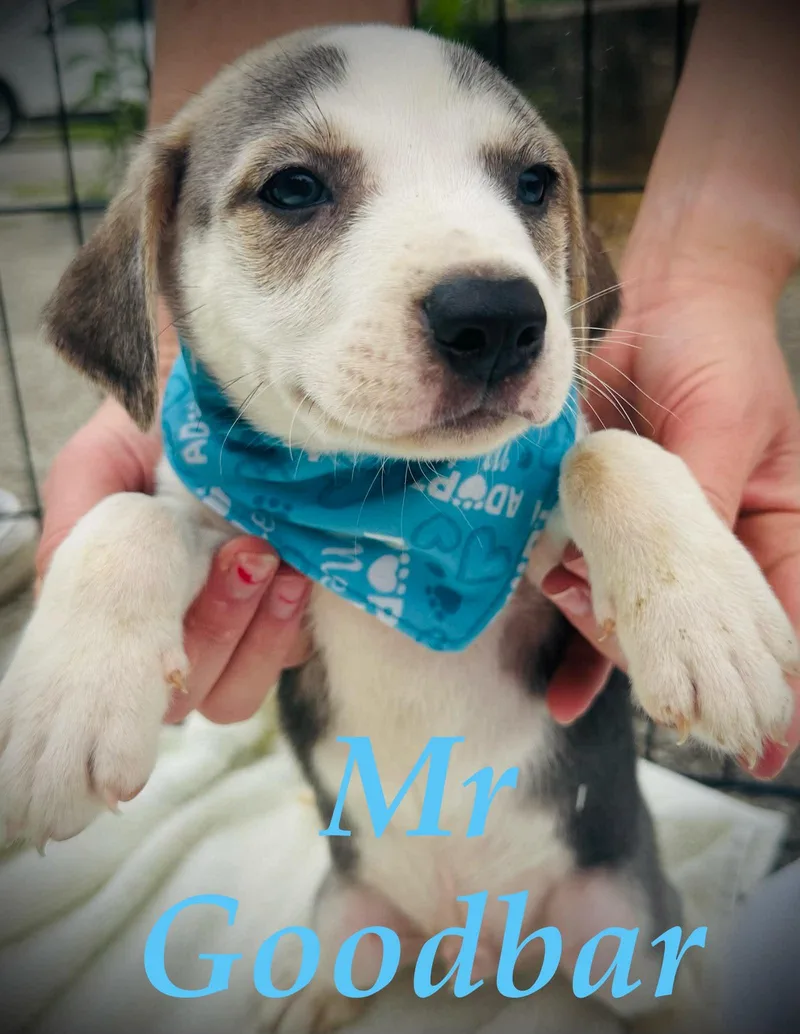 A baby medium-sized male White / Cream Husky dog named Mr. Goodbar Mini for adoption in Andover, MA