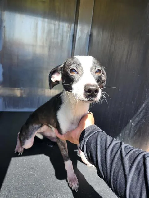 A young small-sized female Terrier dog named Oreo for adoption in San Antonio, TX