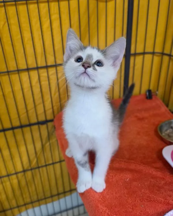A baby small-sized male Domestic Short Hair cat named Mezcal for adoption in Novato, CA