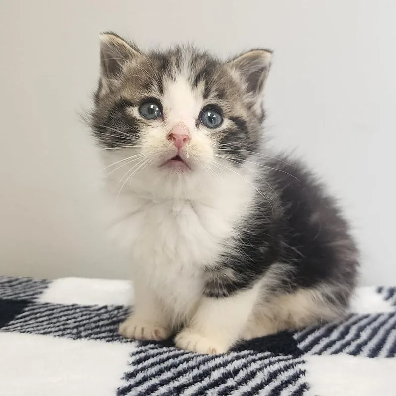 A baby small-sized female Gray / Blue / Silver Domestic Short Hair cat named Greta for adoption in Toledo, OH