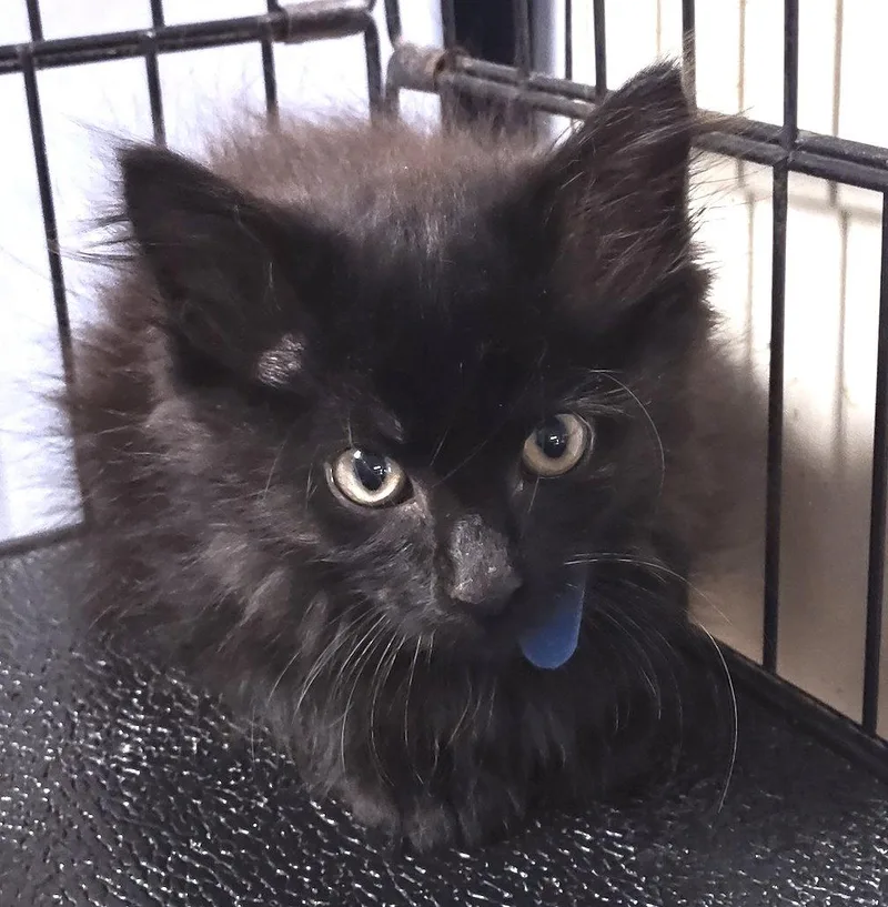 A baby medium-sized male Black Domestic Medium Hair cat named Ford for adoption in Albemarle, NC