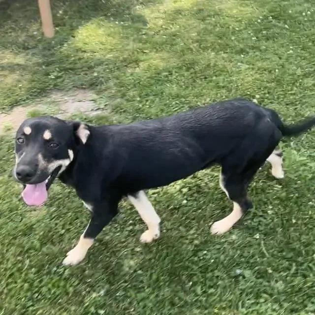 A young medium-sized female Black Mixed Breed dog named Quinn for adoption in Brookfield, WI